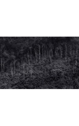 Primitive forest 07