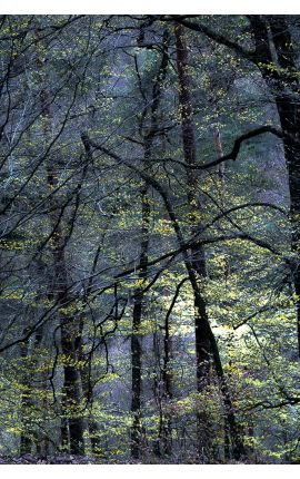 Notes de Printemps 05- Photo d'art en édition limitée - Forêt, Nature