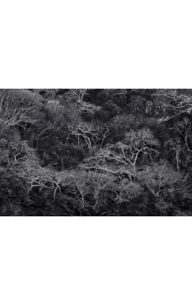 Primitive forest 02 - photographie noir et blanc