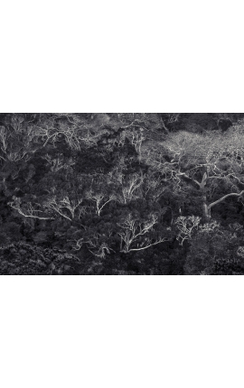 Primitive forest 03 - achat photographie noir et blanc - Daniel Vuillemin
