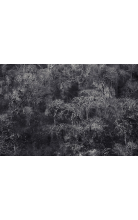 Photo en édition limité - Primitive forest 01