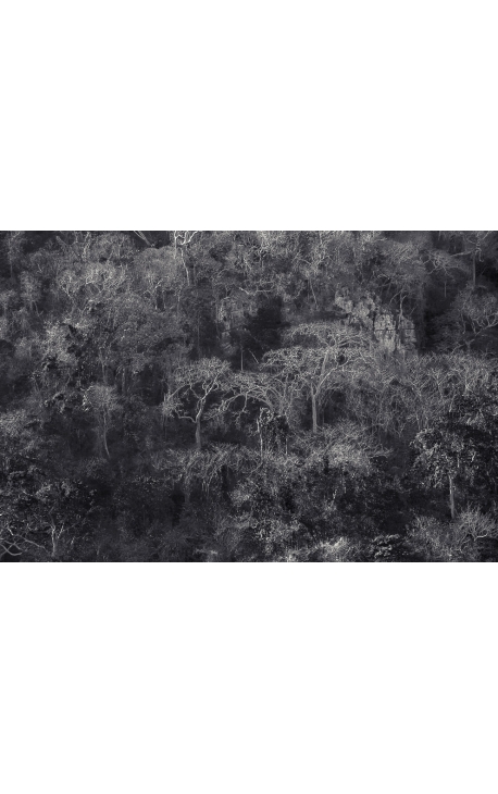 Primitive forest 01