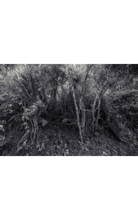 ACHAT en ligne Photographie - Primitive forest 04 - Daniel Vuillemin